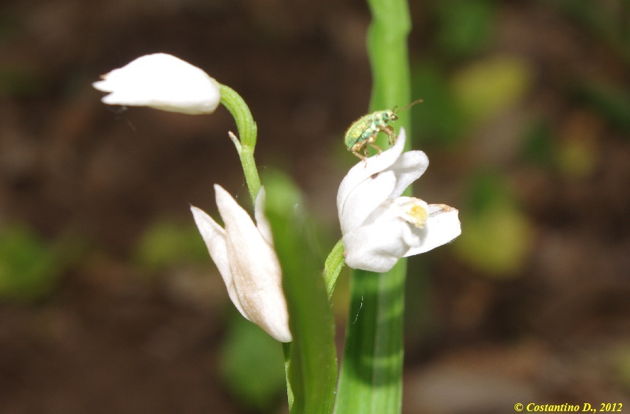 Cryptocephalus aureolus